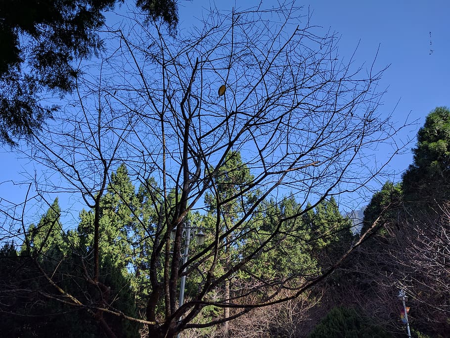 taiwan, tree, plant, sky, low angle view, growth, tranquility HD wallpaper