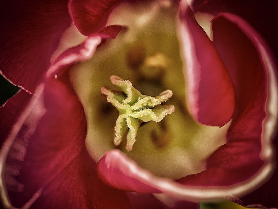 flower, beauty in nature, flowering plant, freshness, vulnerability HD wallpaper