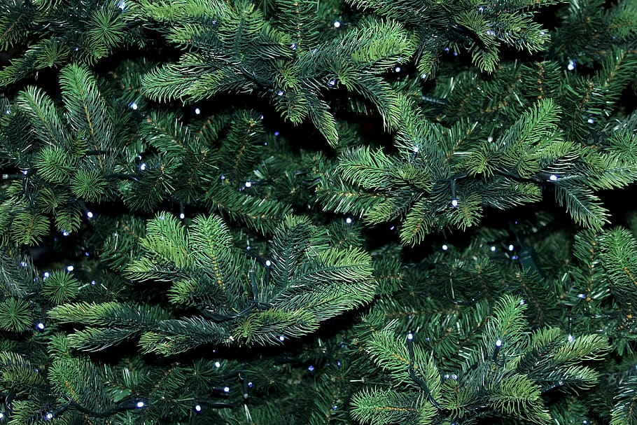 christmas tree, twigs, pine, green, needles, iglak, holidays HD wallpaper
