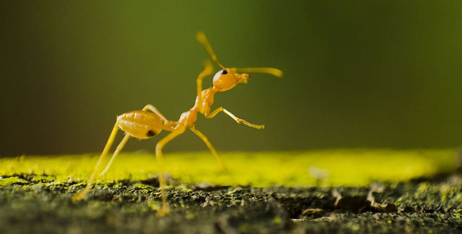 ant, macro, insect, green, one animal, animal wildlife, selective focus HD wallpaper