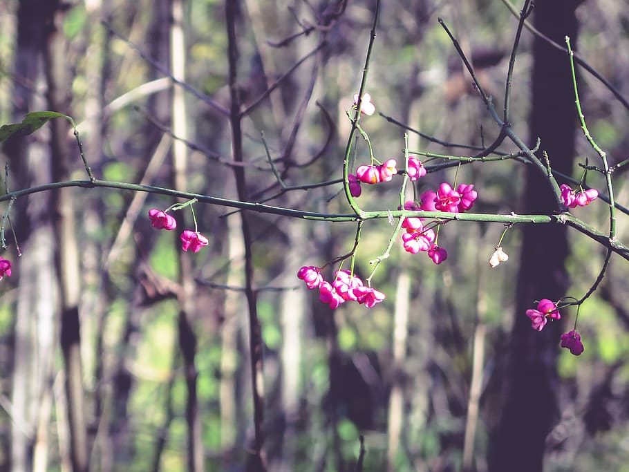 trees, autumn, forest, berry, flower, flowering plant, pink color HD wallpaper