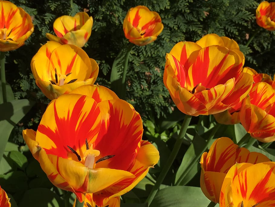 tulips, flowers, spring, nature, plant, color, flowering plant HD wallpaper