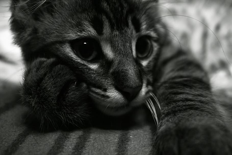 kitten, thoughtful, expression, curious, fur, other, eyes, cute HD wallpaper