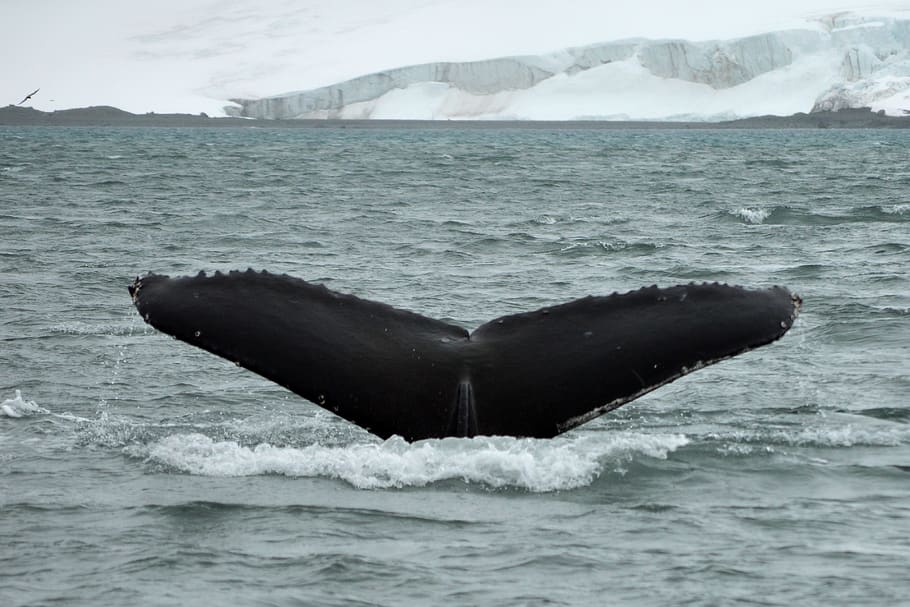 tail, whale, antarctica, majestic, ocean, humpback, mammals, HD wallpaper
