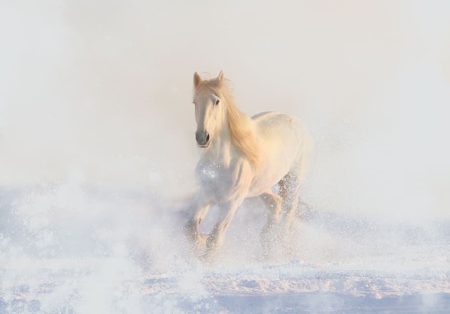 mare, snow, magic, white, winter, fairy tales, animal themes HD wallpaper