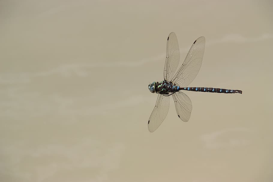 dragonfly, insect, wing, flying, flight, nature, animal themes HD wallpaper