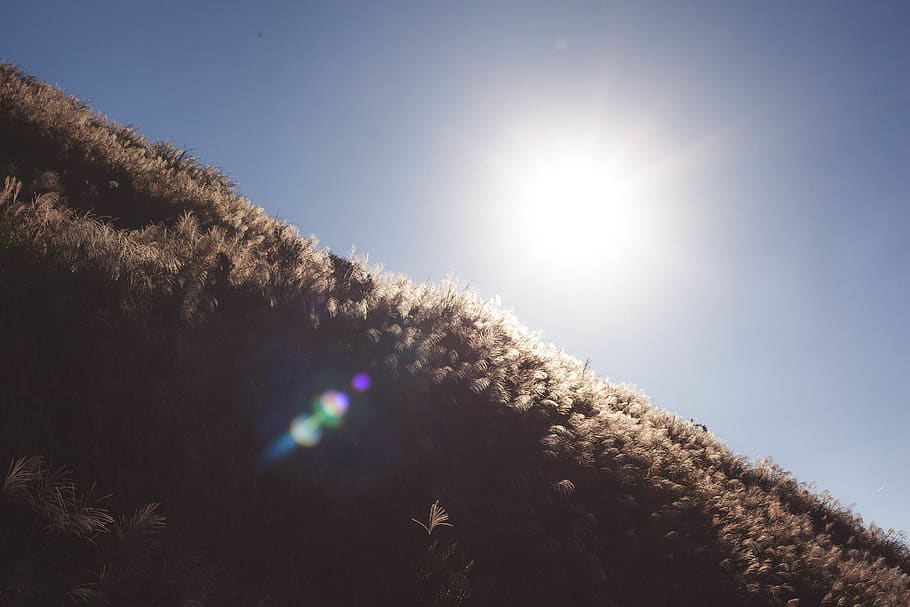 black and white fur textile, light, flare, sunlight, outdoors HD wallpaper