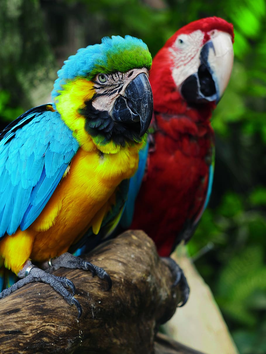 two blue and red macaw birds, parrot, animal, pet, beak, duck, HD wallpaper