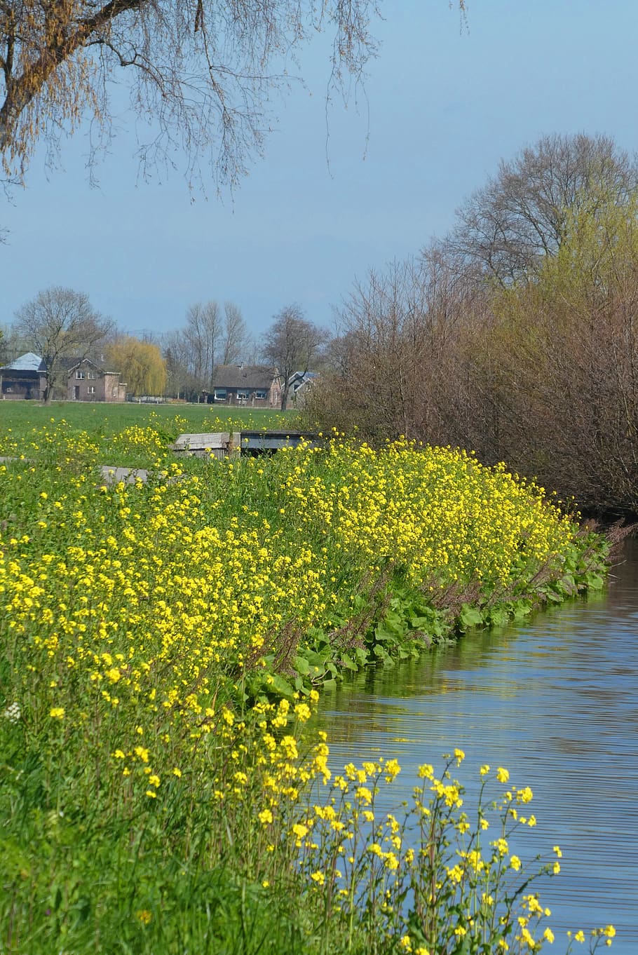 rapeseed, spring, ditch, bloom, landscape, field, flowers, polder HD wallpaper