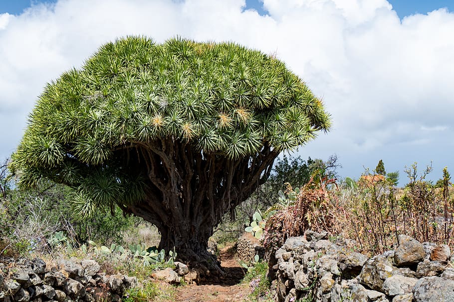 dragon tree, tenerife, dracaena, landscape, plant, nature, growth, HD wallpaper