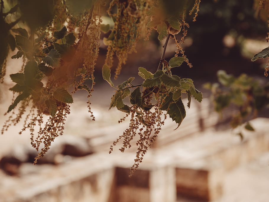 leaves, nature, tree, plant, growth, focus on foreground, day HD wallpaper