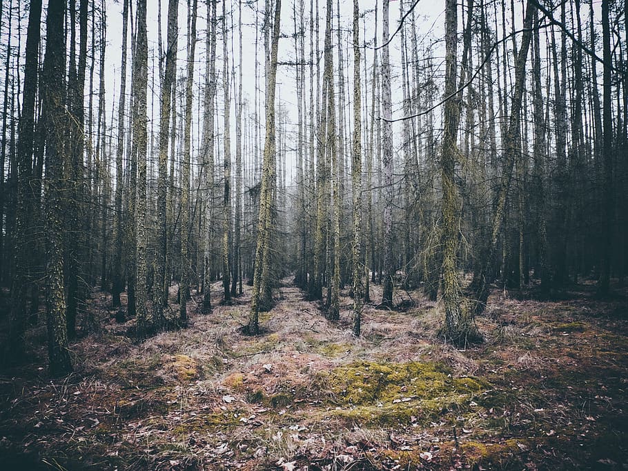 forest, woods, trees, nature, land, plant, tranquility, woodland HD wallpaper