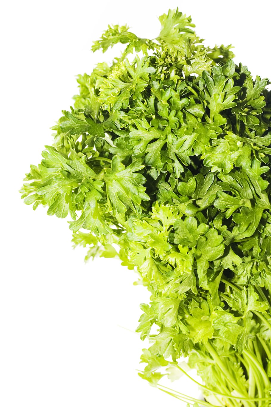 background, botany, flora, floral, flores, foliage, green, growing HD wallpaper