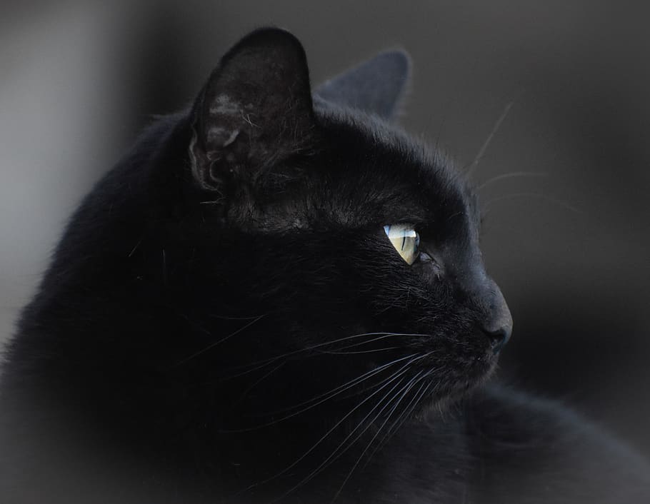 cat, portrait, pet, kitten, eye, domestic, pets, mammal, one animal HD wallpaper