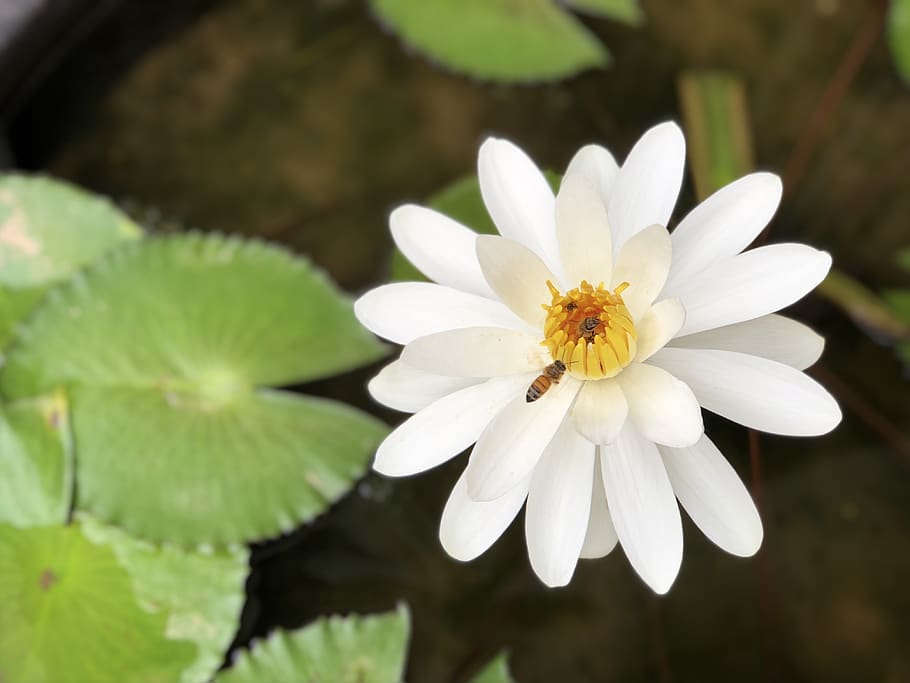 bee, nymphaea alba, white, plant, adopt honey, flower, flowering plant HD wallpaper