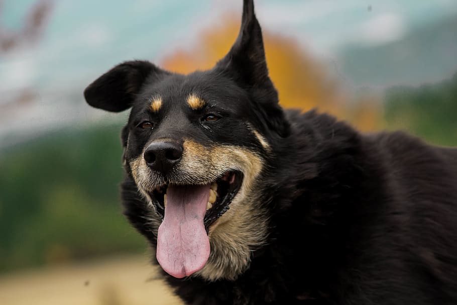 france, ventavon, one animal, animal themes, canine, dog, pets HD wallpaper