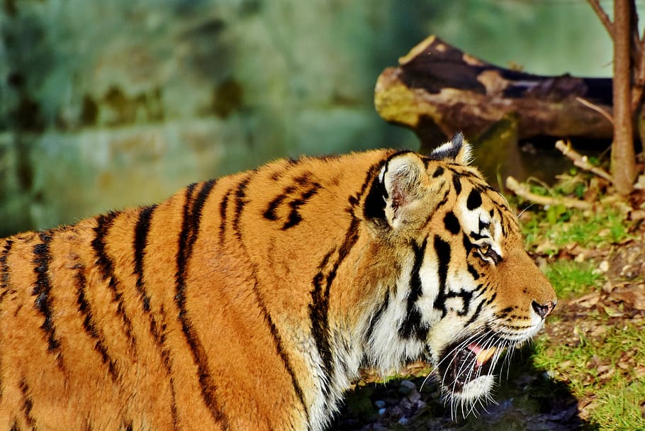 tiger, wildcat, predator, big cat, carnivores, majestic, animal HD wallpaper