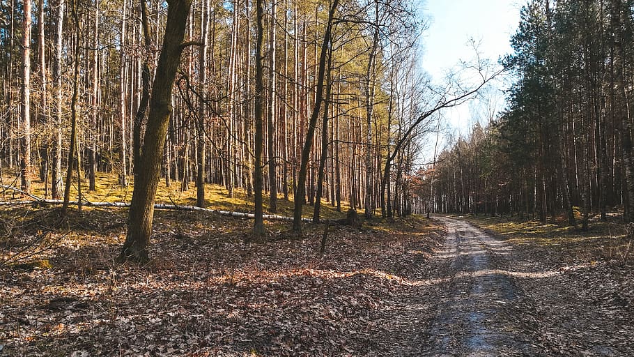 trees, forest, nature, spring, warm, sun, green, wallpaper HD wallpaper