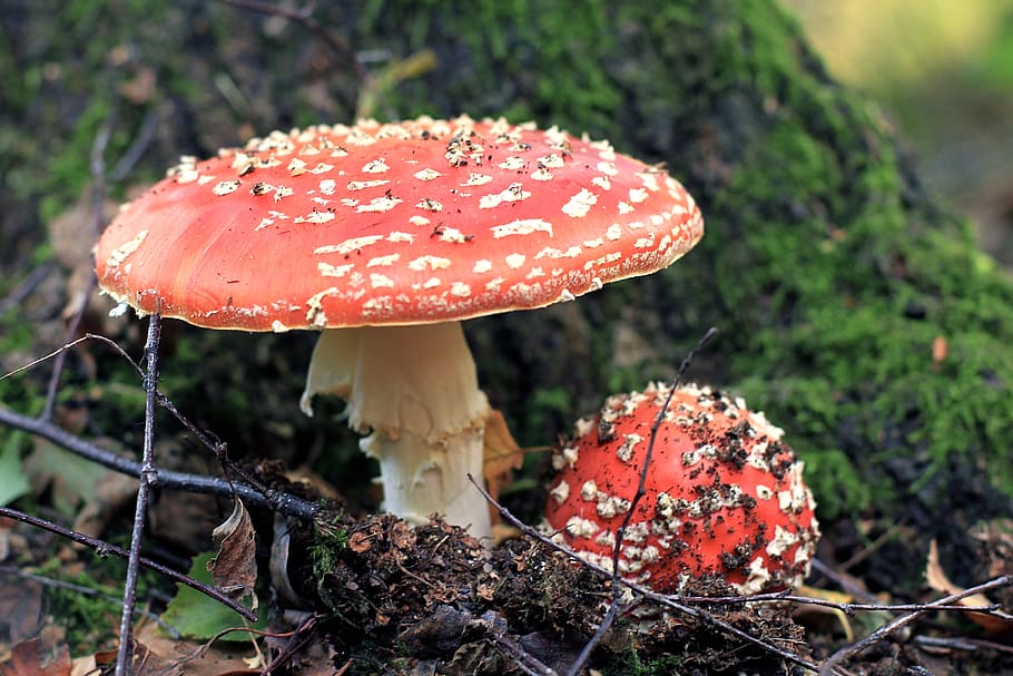 fungus, mushroom, vegetable, food, growth, fly agaric mushroom HD wallpaper