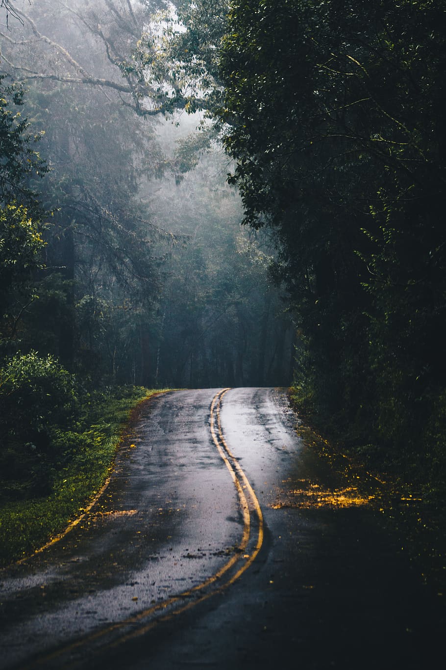 Photo of Gray Concrete Road in the Middle of Jungle during Daylight, HD wallpaper