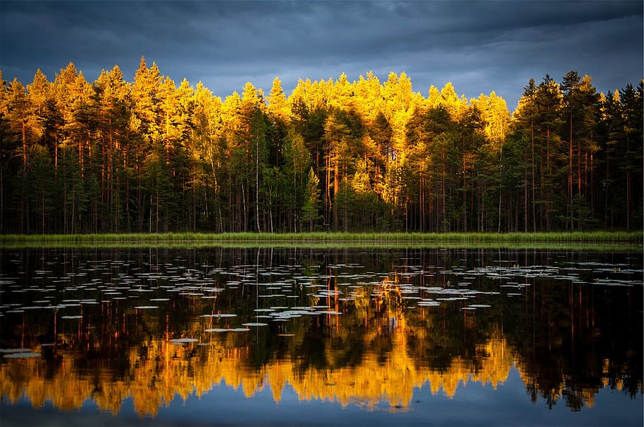 autumn, trees, forest, lake, water, reflection, cloudy, dark HD wallpaper