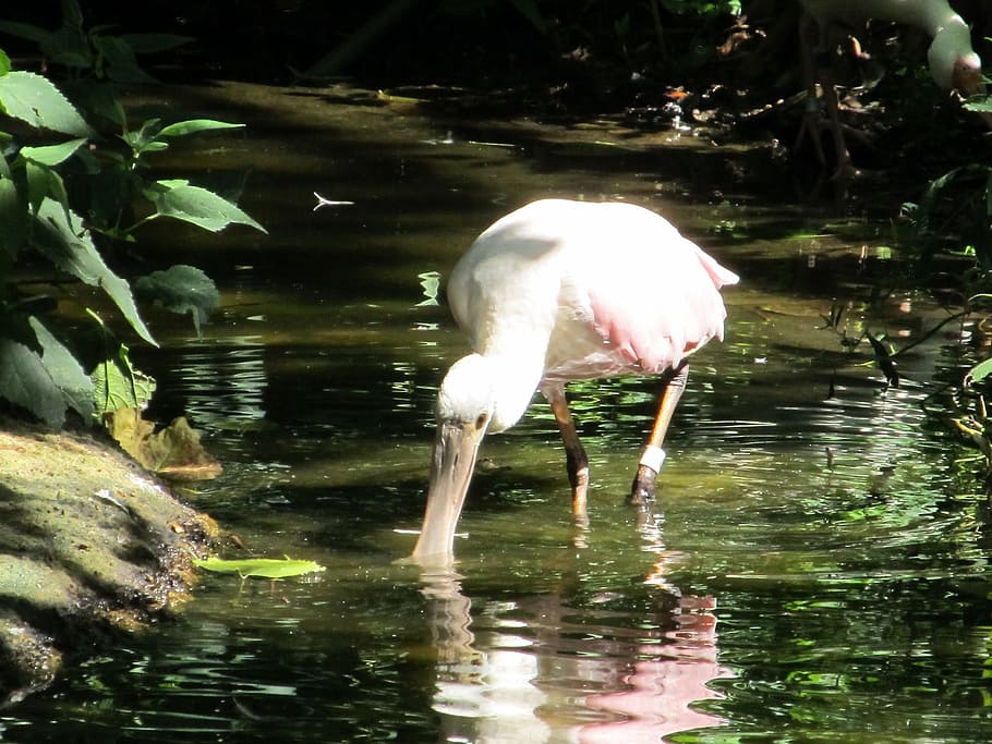 spoonbill, roseate, white, bird, animal, wild, nature, river HD wallpaper