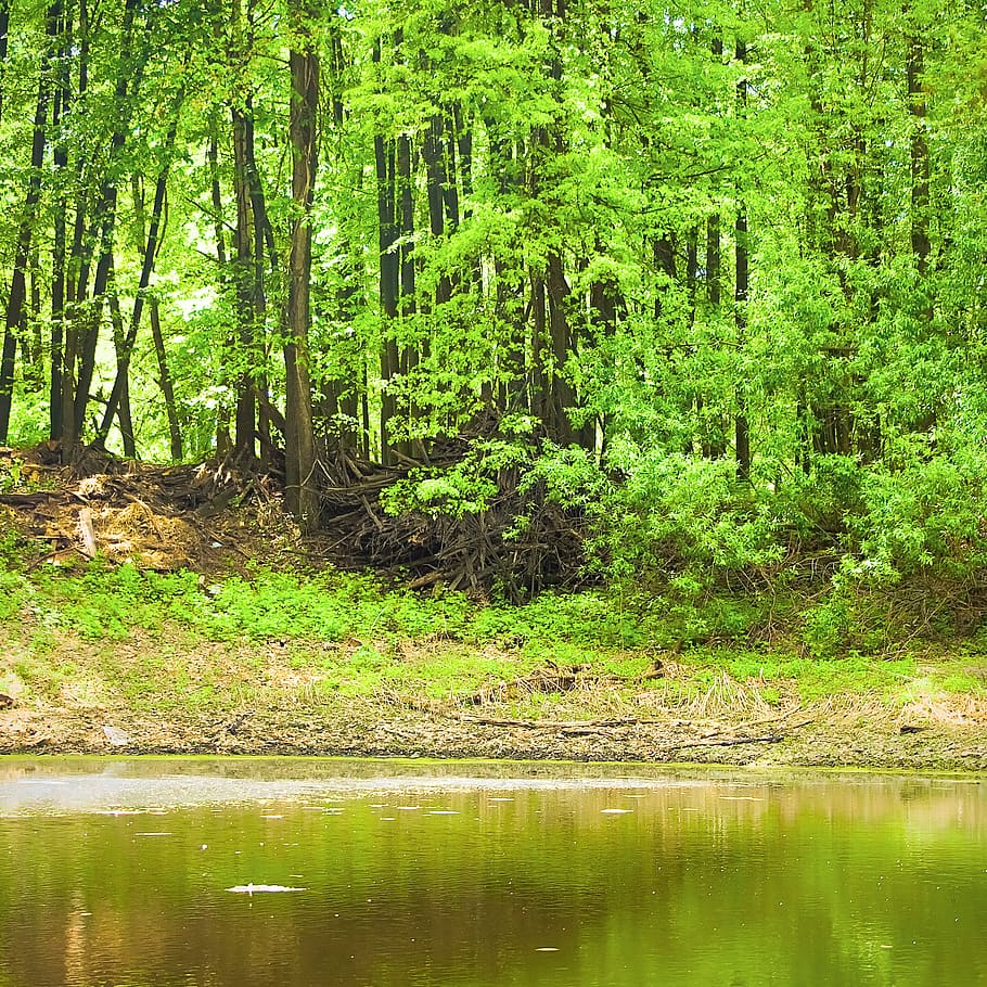 con2011, nature, scene, tree, forest, water, plant, tranquility HD wallpaper