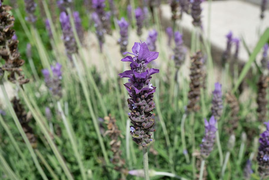 macro, lavender, flower, flowering plant, purple, growth, vulnerability HD wallpaper