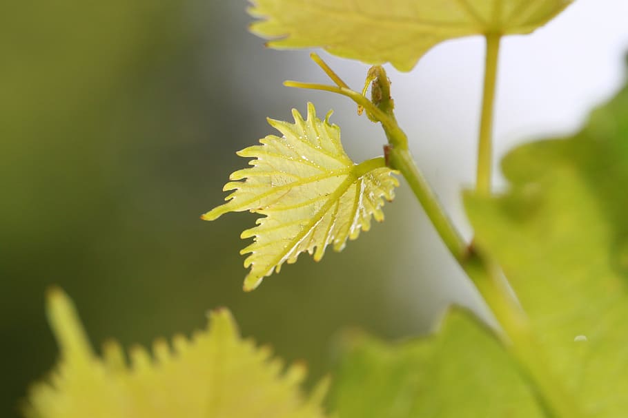 plant, green, nature, leaf, close-up, growth, plant part, beauty in nature HD wallpaper