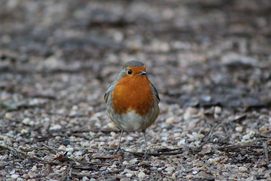brown and gray bird, animal, robin, beak, ground, partridge, dirt road HD wallpaper