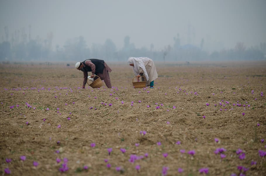 man picking lavender, ground, person, soil, human, field, flower HD wallpaper