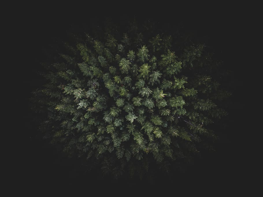 dark, green, trees, plants, nature, aerial, view, forests, growth HD wallpaper