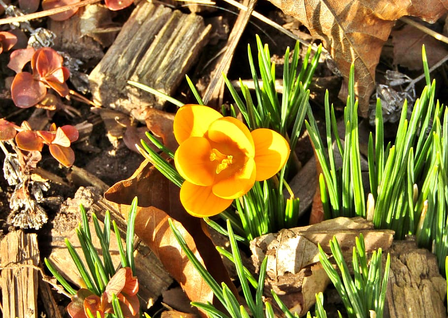 crocus, yellow, blossom, bloom, spring, sun, nature, flower HD wallpaper
