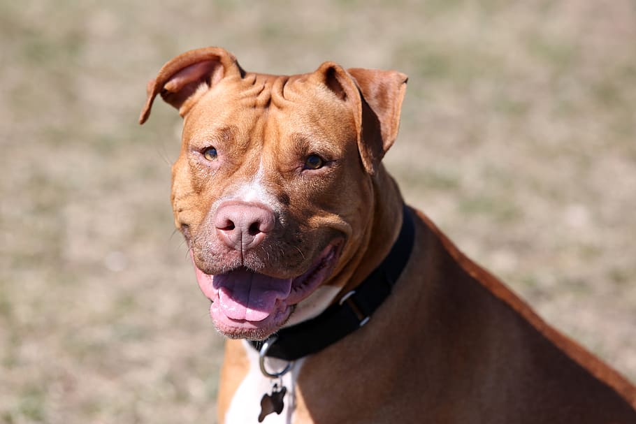 red nosed pit bull, pit mix, dog, red dog, dog close up, smiling dog, HD wallpaper