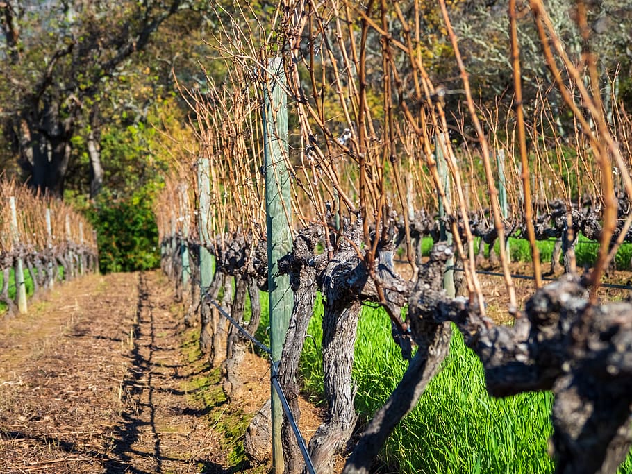 grape vines, nature, tree, green, landscape, vineyard, plant HD wallpaper