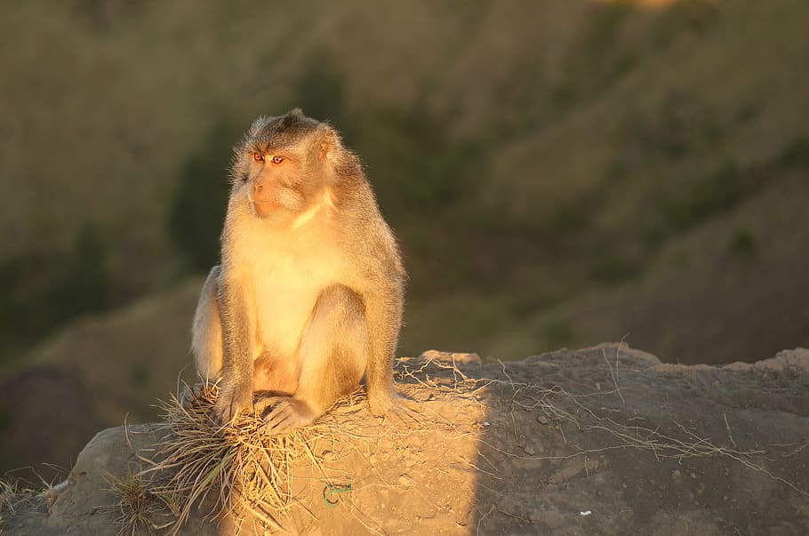 monkey, nature, sitting monkey, chill, ape, animal, mammal HD wallpaper