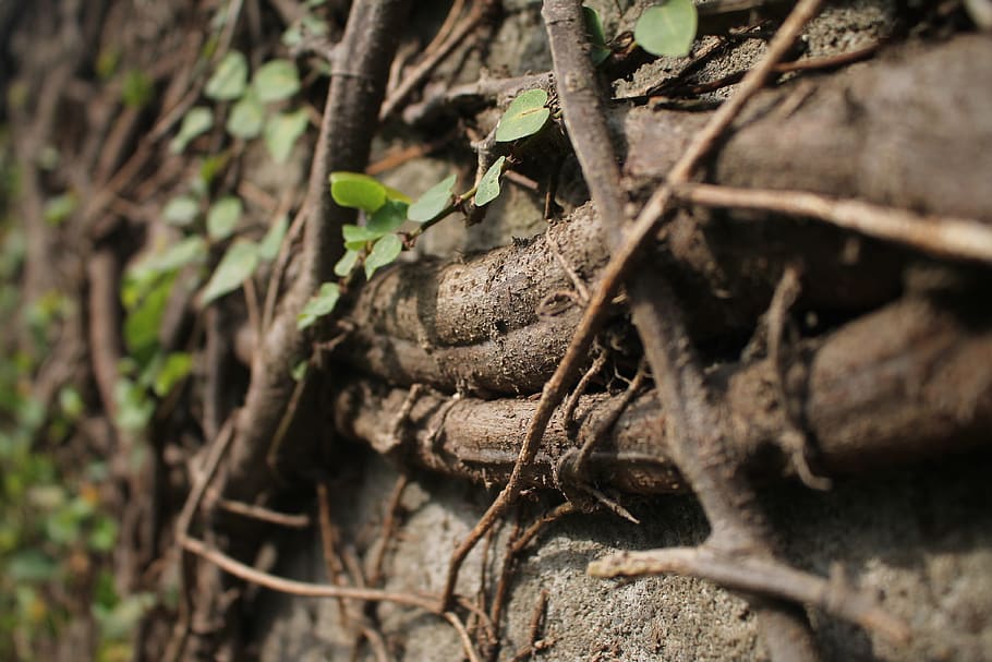 brown roots, plant, plant part, tree, nature, close-up, leaf HD wallpaper
