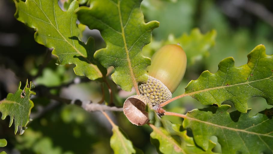oak, acorn, forest, foliage, green, nature, leaves, sprig, leaf HD wallpaper