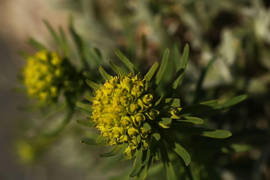 flower, flora, spring, growth, nature, yellow, flowering plant HD wallpaper