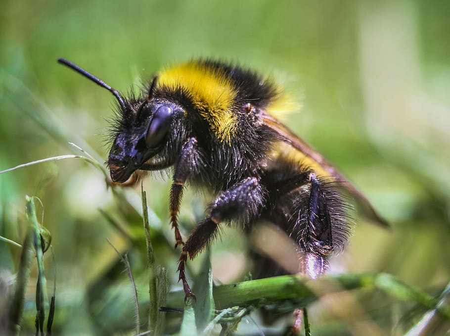 Close Up Photography of Honeybee Perching on Leaf, animal, bumblebee HD wallpaper