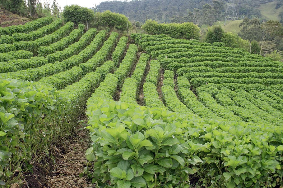 colombia, la unión, growth, green color, agriculture, field HD wallpaper