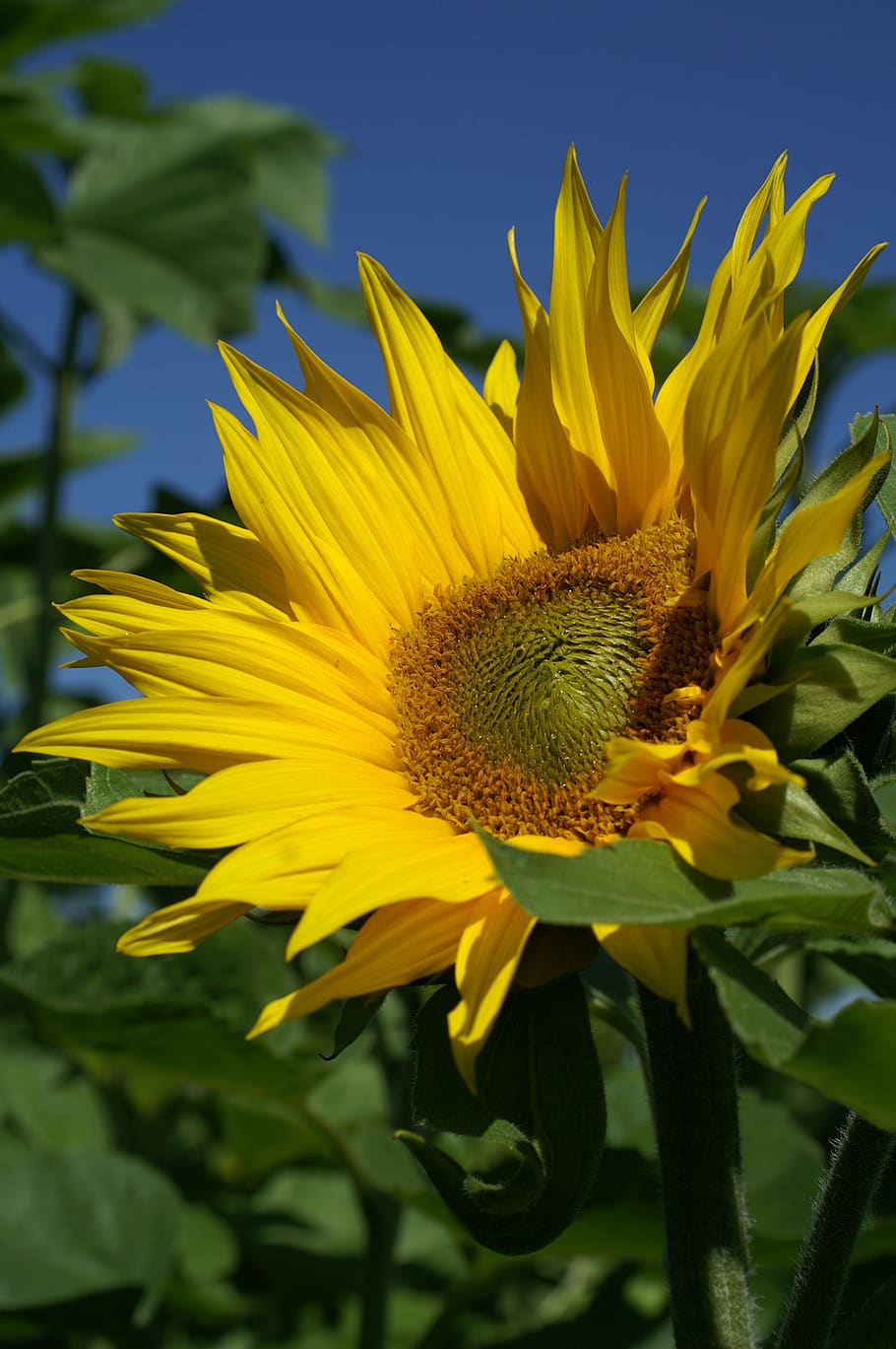 Sunflower Under Blue Sky during Daytime, bloom, blossom, flora HD wallpaper