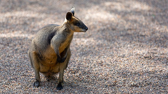 brown kangaroo kid, animal, mammal, wallaby, dog, canine, pet HD wallpaper