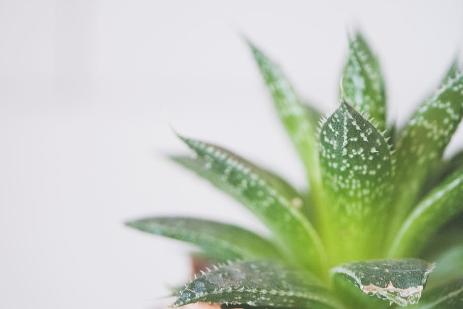 Green Sword Leaf, background, botanical, close-up, decoration HD wallpaper