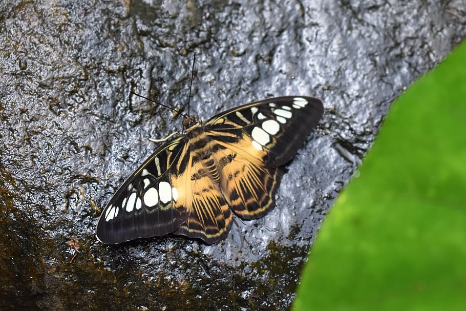 butterfly, insect, rock, animal themes, animals in the wild HD wallpaper