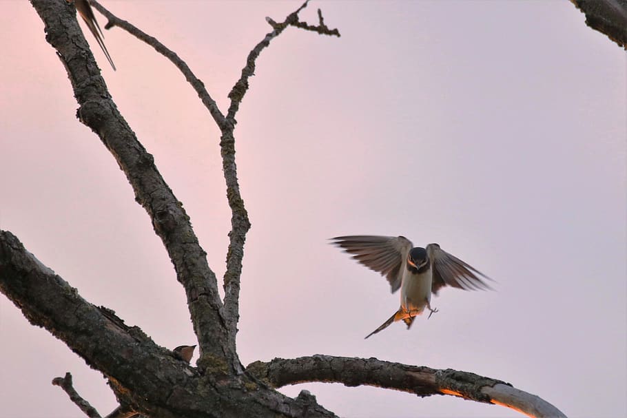 tree, swallow, bird, nature, wing, animals, animals in the wild HD wallpaper