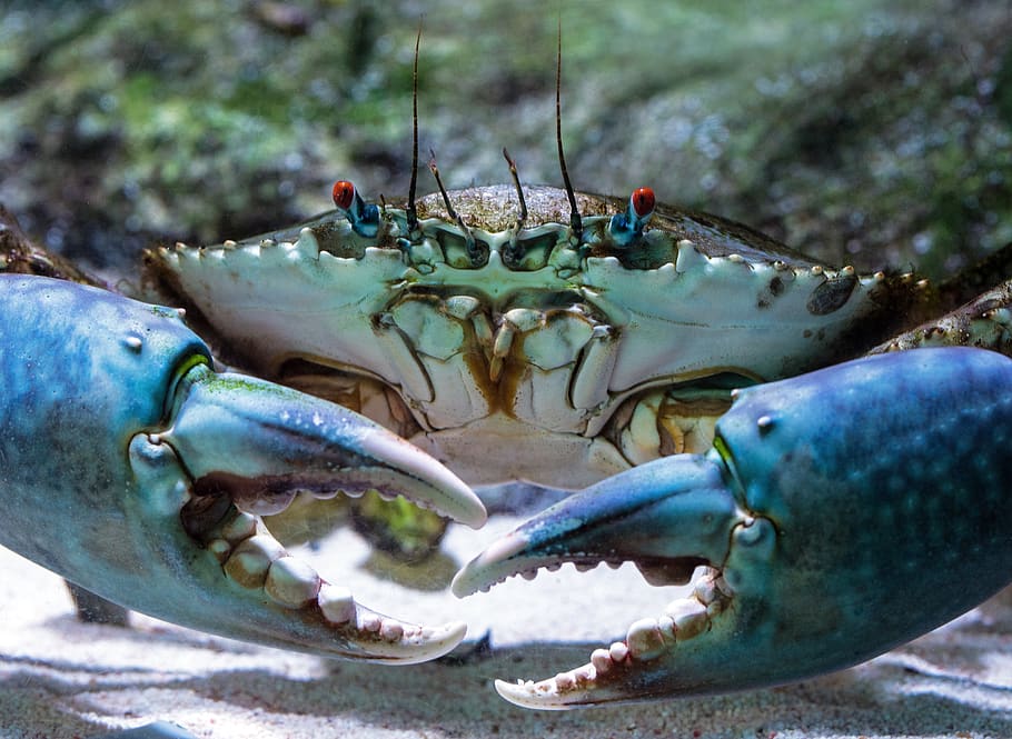 gray and white crab, close-up, no people, animals in the wild HD wallpaper