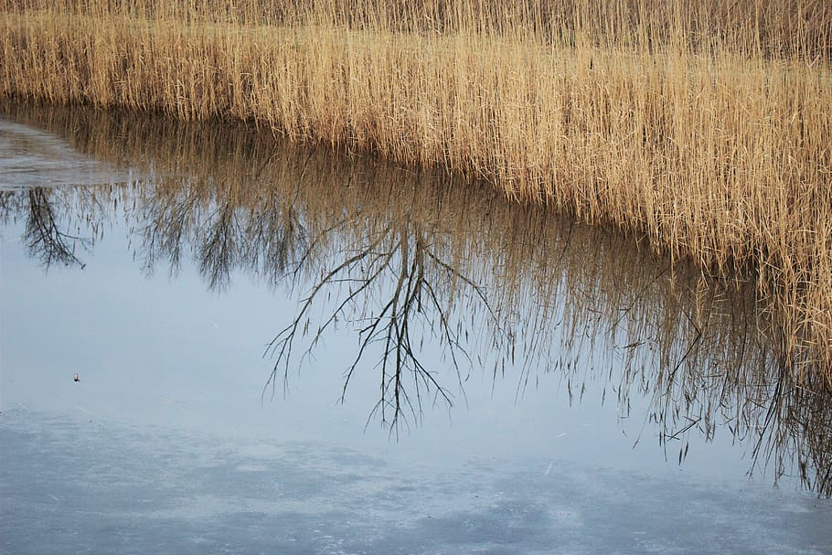 reflections, tree, water, ice, mirror, winter, reeds, tranquility HD wallpaper