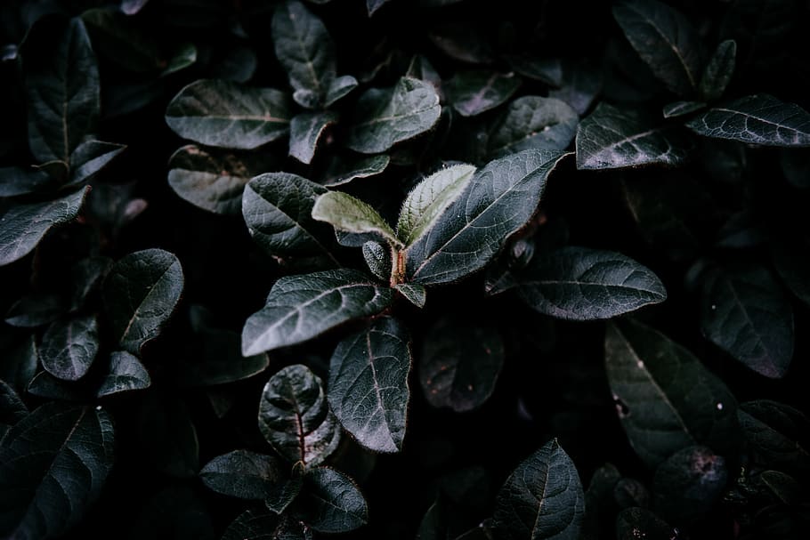 green-leafed plants, acanthaceae, blossom, flower, istanbul, veins HD wallpaper