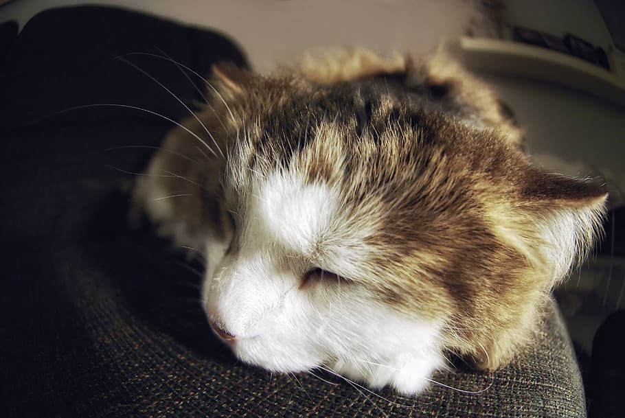 Sleeping Cat Close Up Photo, Animals, Cats, Bedroom, Pets, mammal HD wallpaper